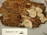Crepidotus stipitatus image