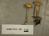 Rhodocybe nuciolens image