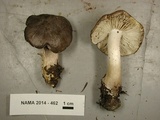 Tricholoma nigrum image