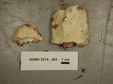 Antrodia carbonica image