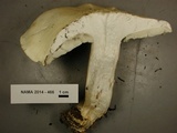 Leucopaxillus albissimus image
