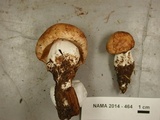Rhodocollybia maculata image