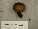Lycoperdon umbrinum image