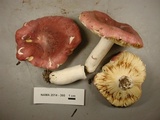 Russula murrillii image