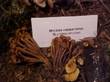Gymnopus acervatus image