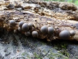 Lycogala epidendrum image