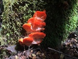 Tyromyces pulcherrimus image
