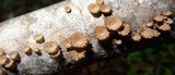 Schizophyllum umbrinum image