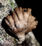 Schizophyllum umbrinum image