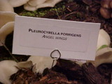 Pleurocybella porrigens image