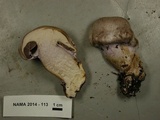 Cortinarius camphoratus image