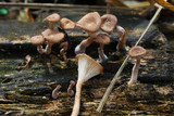 Lentinus strigosus image