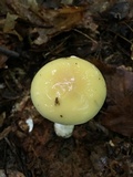 Amanita praecox image