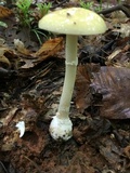 Amanita praecox image