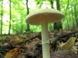 Amanita praecox image
