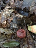 Lactarius peckii image