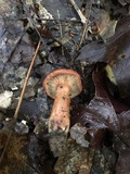 Lactarius peckii image