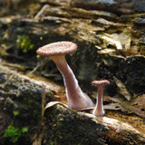 Lentinus strigosus image