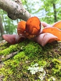 Auricularia americana image