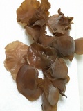 Auricularia americana image