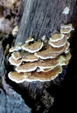 Trametes ochracea image
