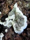 Kretzschmaria deusta image