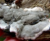 Kretzschmaria deusta image