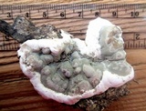 Kretzschmaria deusta image
