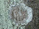 Lecanora allophana image