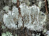 Lecanora allophana image