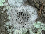 Lecanora allophana image