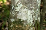 Lecanora allophana image