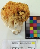 Ramaria rubricarnata var. verna image