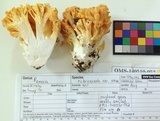 Ramaria rubricarnata var. verna image
