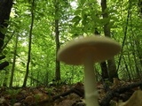 Amanita praecox image