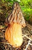 Morchella snyderi image
