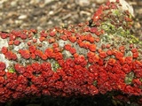Peniophora rufa image