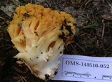 Ramaria rubricarnata var. verna image