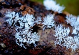 Ceratiomyxa fruticulosa var. fruticulosa image