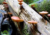 Gymnopilus austropicreus image