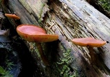 Gymnopilus austropicreus image