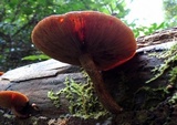 Gymnopilus austropicreus image