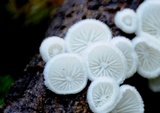 Chaetocalathus cheelii image
