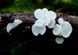 Chaetocalathus cheelii image