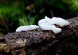 Chaetocalathus cheelii image
