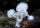 Clitocybe phyllophila image