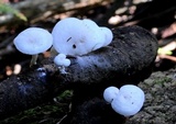 Clitocybe phyllophila image
