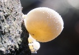 Clitocybe semiocculta image