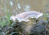 Laetiporus portentosus image