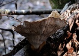 Cymatoderma elegans image